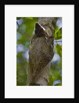 Colugo or Flying Lemur (Galeopterus variegatus) on a tree by Anonymous