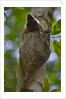 Colugo or Flying Lemur (Galeopterus variegatus) on a tree by Anonymous