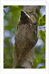 Colugo or Flying Lemur (Galeopterus variegatus) on a tree by Anonymous