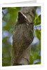 Colugo or Flying Lemur (Galeopterus variegatus) on a tree by Anonymous