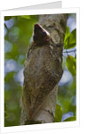 Colugo or Flying Lemur (Galeopterus variegatus) on a tree by Anonymous