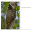 Colugo or Flying Lemur (Galeopterus variegatus) on a tree by Anonymous