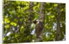 Colugo or Flying Lemur (Galeopterus variegatus) on a tree by Anonymous