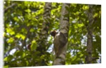 Colugo or Flying Lemur (Galeopterus variegatus) on a tree by Anonymous