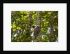 Colugo or Flying Lemur (Galeopterus variegatus) on a tree by Anonymous