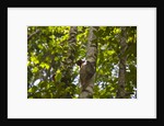 Colugo or Flying Lemur (Galeopterus variegatus) on a tree by Anonymous