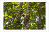 Colugo or Flying Lemur (Galeopterus variegatus) on a tree by Anonymous