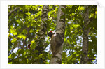 Colugo or Flying Lemur (Galeopterus variegatus) on a tree by Anonymous