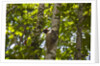 Colugo or Flying Lemur (Galeopterus variegatus) on a tree by Anonymous