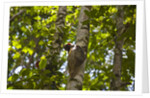 Colugo or Flying Lemur (Galeopterus variegatus) on a tree by Anonymous