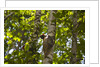 Colugo or Flying Lemur (Galeopterus variegatus) on a tree by Anonymous
