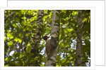 Colugo or Flying Lemur (Galeopterus variegatus) on a tree by Anonymous