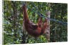 Orangutan (Pongo pygmaeus) at the Semenggok Orangutan Rehabilitation Center by Anonymous