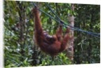 Orangutan (Pongo pygmaeus) at the Semenggok Orangutan Rehabilitation Center by Anonymous