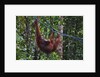 Orangutan (Pongo pygmaeus) at the Semenggok Orangutan Rehabilitation Center by Anonymous