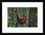 Orangutan (Pongo pygmaeus) at the Semenggok Orangutan Rehabilitation Center by Anonymous