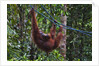 Orangutan (Pongo pygmaeus) at the Semenggok Orangutan Rehabilitation Center by Anonymous