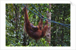 Orangutan (Pongo pygmaeus) at the Semenggok Orangutan Rehabilitation Center by Anonymous