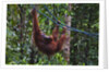 Orangutan (Pongo pygmaeus) at the Semenggok Orangutan Rehabilitation Center by Anonymous