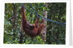 Orangutan (Pongo pygmaeus) at the Semenggok Orangutan Rehabilitation Center by Anonymous