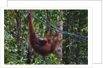 Orangutan (Pongo pygmaeus) at the Semenggok Orangutan Rehabilitation Center by Anonymous