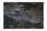Siamese crocodile by Anonymous