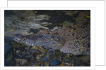 Siamese crocodile by Anonymous
