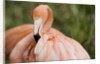 American flamingo taking care of its feathers by Anonymous