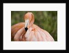 American flamingo taking care of its feathers by Anonymous