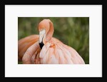 American flamingo taking care of its feathers by Anonymous