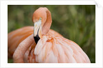 American flamingo taking care of its feathers by Anonymous