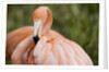 American flamingo taking care of its feathers by Anonymous