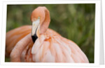 American flamingo taking care of its feathers by Anonymous