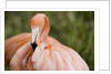 American flamingo taking care of its feathers by Anonymous