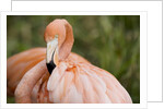 American flamingo taking care of its feathers by Anonymous