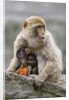 A Barbary Macaque baby feeding in the arms of the mother by Anonymous