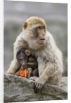A Barbary Macaque baby feeding in the arms of the mother by Anonymous