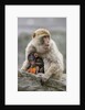 A Barbary Macaque baby feeding in the arms of the mother by Anonymous