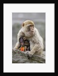 A Barbary Macaque baby feeding in the arms of the mother by Anonymous