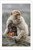 A Barbary Macaque baby feeding in the arms of the mother by Anonymous