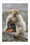 A Barbary Macaque baby feeding in the arms of the mother by Anonymous