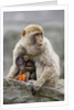 A Barbary Macaque baby feeding in the arms of the mother by Anonymous