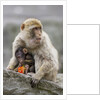 A Barbary Macaque baby feeding in the arms of the mother by Anonymous