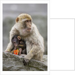 A Barbary Macaque baby feeding in the arms of the mother by Anonymous