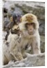 A barbary macaque baby on the back of the mother animal by Anonymous