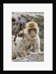 A barbary macaque baby on the back of the mother animal by Anonymous