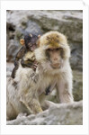 A barbary macaque baby on the back of the mother animal by Anonymous