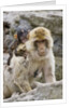 A barbary macaque baby on the back of the mother animal by Anonymous