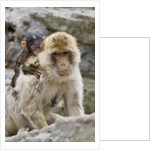A barbary macaque baby on the back of the mother animal by Anonymous