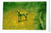 Dog by Anonymous